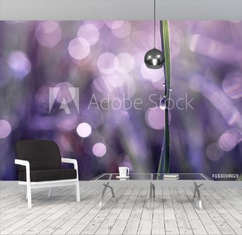 Afbeeldingen van Tautropfen und Grashalm im Sonnenlicht